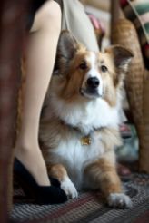 Darling Companion
