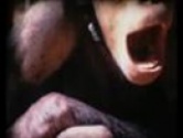 Chimpanzee