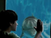Dolphin Tale